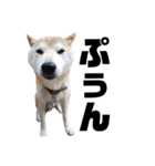 柴犬ふじまる5（個別スタンプ：23）