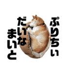 柴犬ふじまる5（個別スタンプ：24）