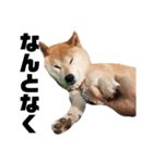 柴犬ふじまる5（個別スタンプ：26）