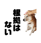 柴犬ふじまる5（個別スタンプ：27）