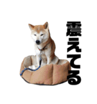柴犬ふじまる5（個別スタンプ：29）