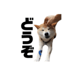 柴犬ふじまる5（個別スタンプ：30）