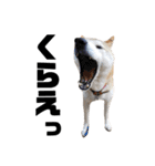 柴犬ふじまる5（個別スタンプ：31）