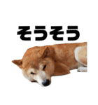 柴犬ふじまる5（個別スタンプ：32）
