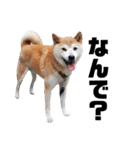 柴犬ふじまる5（個別スタンプ：33）