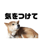 柴犬ふじまる5（個別スタンプ：34）