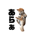 柴犬ふじまる5（個別スタンプ：35）