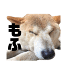 柴犬ふじまる5（個別スタンプ：39）