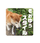 柴犬ふじまる5（個別スタンプ：40）