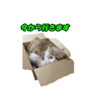 長い尻尾（シッポ）のねこ ハル 4（個別スタンプ：3）