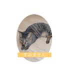 にゃんこスタンプ  敬語バージョン（個別スタンプ：2）