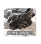 にゃんこスタンプ  敬語バージョン（個別スタンプ：4）