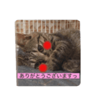 にゃんこスタンプ  敬語バージョン（個別スタンプ：6）