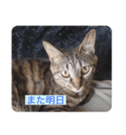 にゃんこスタンプ  敬語バージョン（個別スタンプ：7）