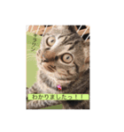 にゃんこスタンプ  敬語バージョン（個別スタンプ：8）