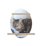 にゃんこスタンプ  敬語バージョン（個別スタンプ：13）