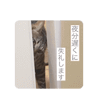 にゃんこスタンプ  敬語バージョン（個別スタンプ：15）