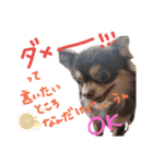 チワワのミラちゃん（個別スタンプ：1）