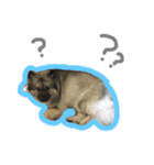 病院犬キーちゃんのスタンプ（個別スタンプ：5）