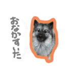病院犬キーちゃんのスタンプ（個別スタンプ：9）