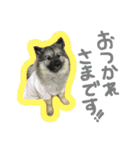 病院犬キーちゃんのスタンプ（個別スタンプ：11）