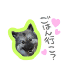 病院犬キーちゃんのスタンプ（個別スタンプ：12）