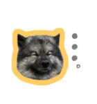病院犬キーちゃんのスタンプ（個別スタンプ：13）