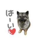 病院犬キーちゃんのスタンプ（個別スタンプ：14）