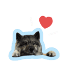 病院犬キーちゃんのスタンプ（個別スタンプ：16）