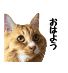 わが家のお猫様とお犬様（個別スタンプ：1）