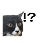 わが家のお猫様とお犬様（個別スタンプ：3）