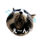わが家のお猫様とお犬様（個別スタンプ：4）