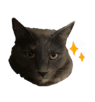 わが家のお猫様とお犬様（個別スタンプ：6）