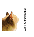 わが家のお猫様とお犬様（個別スタンプ：8）