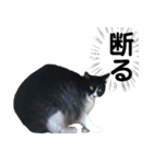 わが家のお猫様とお犬様（個別スタンプ：9）