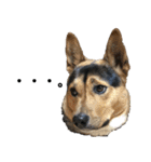わが家のお猫様とお犬様（個別スタンプ：11）
