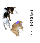 わが家のお猫様とお犬様（個別スタンプ：12）