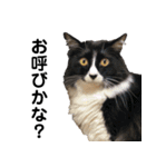 わが家のお猫様とお犬様（個別スタンプ：13）