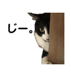 わが家のお猫様とお犬様（個別スタンプ：14）