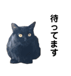 わが家のお猫様とお犬様（個別スタンプ：15）