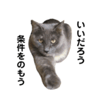 わが家のお猫様とお犬様（個別スタンプ：16）