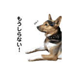 わが家のお猫様とお犬様（個別スタンプ：17）