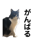 わが家のお猫様とお犬様（個別スタンプ：19）