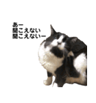 わが家のお猫様とお犬様（個別スタンプ：20）