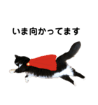 わが家のお猫様とお犬様（個別スタンプ：21）