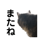 わが家のお猫様とお犬様（個別スタンプ：22）