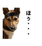 わが家のお猫様とお犬様（個別スタンプ：23）
