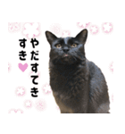 わが家のお猫様とお犬様（個別スタンプ：24）