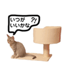 RINTARO 5-2（個別スタンプ：31）