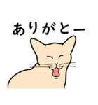 たんたんねこ（個別スタンプ：2）